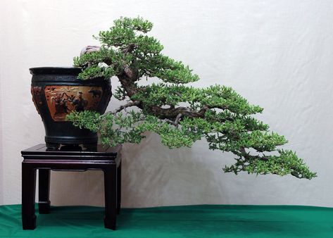 Cascading Prostrata Juniper | The California Bonsai Society … | Flickr Cascade Juniper Bonsai, Bonsai Cascade Style, Cascading Bonsai, Cascade Bonsai, Jade Plant Bonsai, Bonsai Making, Japanese Bonsai Tree, Bonsai Forest, Pre Bonsai