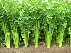 Vegetables, vegetable garden, shade vegetables, gardening 101, popular pin, gardening hacks, gardening tips. Shade Vegetables, Celery Plant, Growing Celery, Indoor Vegetables, Vegetable Garden Tips, Indoor Vegetable Gardening, Plants Growing, Garden Veggies, Veg Garden