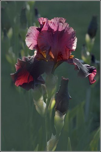 Iris Drawing, Bobbie Burgers, Iris Art, Iris Painting, Painting Subjects, Watercolor Flower Art, Oil Painting Flowers, Iris Flowers, Flowers Art