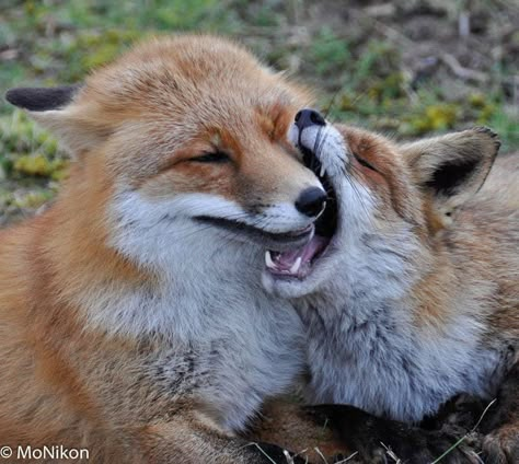 Silly Fox, Fox And Raccoon, Red Foxes, Cute Foxes, Fox Dog, Fox Pictures, Pet Fox, Fox Art, Animal References