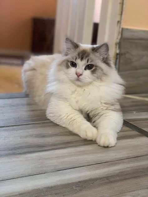 Lilac Point Ragdoll, Ragdoll Cats For Sale, Ragdoll Cat Breed, Ragdoll Kittens For Sale, Kitten For Sale, Ragdoll Kitten, Ragdoll Cat, Pretty Cats, Cute Funny Animals