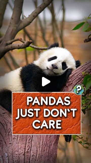 Funny Pandas Videos, Panda Bears Cute, Silly Panda, Panda Gif, Panda Bears, Funny Pets, Panda Love, In The Jungle, Squirrels