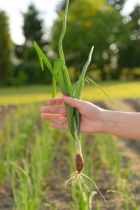 Many onion varieties are relatively easy to grow. That said, onions do have their fare share of issues with bulb formation; either the onions do not form bulbs, or they may be small and/or misshapen. Get more info here in this article. Onion Varieties, Tomato Problems, Tomato Growing, Tomato Farming, Onion Bulbs, Tomato Seedlings, Hydroponic Farming, Planting Onions, Hydroponics Diy