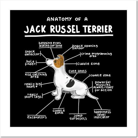 Jack Terrier, Jack Russell Terrier Puppies, Jack Russell Puppies, Russel Terrier, Dogs Funny, Jack Russel, Jack And Jack, Funny Cartoon Quotes, Big Muscles