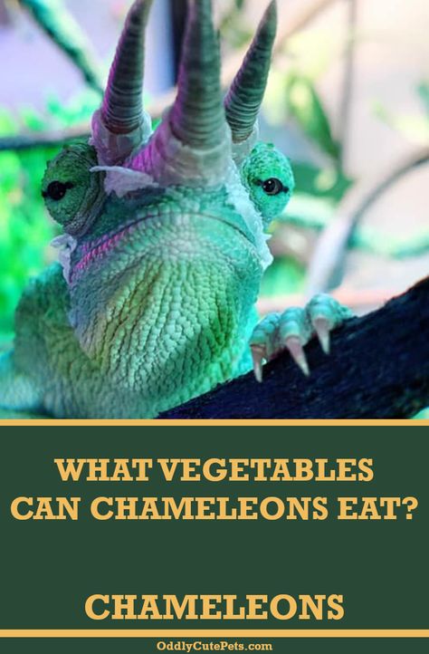 Chameleon Cage Setup Ideas, Strange Pets, Chameleon Food, Pet Chameleon, Chameleon Care, Chameleon Cage, Jackson Chameleon, Panther Chameleon, Veiled Chameleon