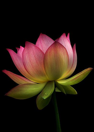 Flowers Lotus, Jamie Lee, Black Background, A Black, Lotus, Flowers, Green, Pink, Black