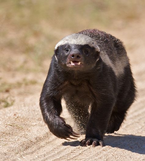 Honey Badger Photography, Wolverine Animal, Honey Badgers, Wildlife Travel, Wild Animals Pictures, Honey Badger, Extinct Animals, Rare Animals, Kruger National Park