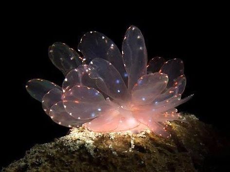 La vie est belle on Twitter: "Cyerce elegans sea slugs… " Cyerce Elegans, Deep Sea Creatures, Sea Snail, Beautiful Sea Creatures, Sea Slug, Slug, Marine Animals, Ocean Creatures, Ocean Animals