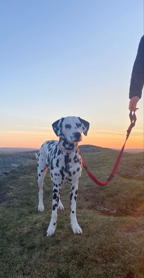 sunset on the moors in 2022 | Cute dogs, Cute dogs and puppies, Pretty dogs The Moors, Reactive Dog, Really Cute Puppies, Dalmatian Puppy, Dalmatian Dog, Dogs Cute, Dalmatian Dogs, Really Cute Dogs, Pretty Dogs