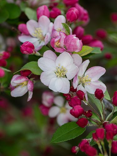 Apple blossom | Flickr - Photo Sharing! Flower Facts, Hur Man Ritar Blommor, Apple Blossom Flower, Apple Flowers, Spring Blossom, Apple Blossom, Flowering Trees, Tree Branch, Blossom Flower