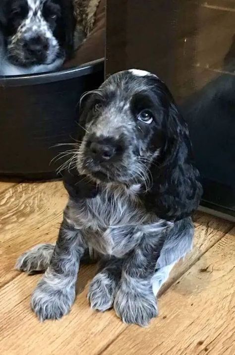 16 Reasons to Choose a Cocker Spaniel - The Paws Cocker Spaniel For Sale, Show Cocker Spaniel, Blue Roan Cocker Spaniel, Lovers Tattoo, Black Cocker Spaniel, Spaniel Puppies For Sale, Cocker Spaniel Puppies, Blue Roan, Cocker Spaniel Dog