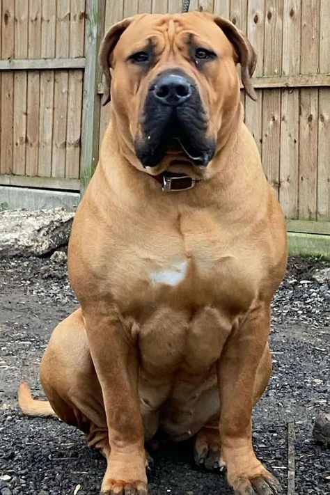 South African Mastiff, Top Facts, Dog Breed Art, Mastiff Breeds, Big Dog Breeds, Dog Anatomy, Cane Corso Dog, Corso Dog