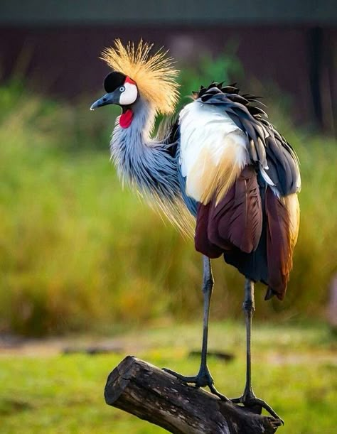 The Crowned Crane of Africa. Crowned Crane, Wingtip Boots, Kinds Of Birds, Airbrush Art, Colorful Bird, Funny Birds, Nature Birds, Bird Pictures, Exotic Birds