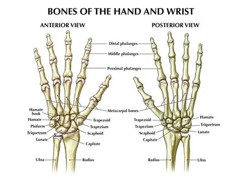 Ossos Hand Bone Anatomy, Bones Of The Hand, Wrist Anatomy, Human Hand Bones, Hand Anatomy, Anatomy Bones, Hand Health, Skeleton Anatomy, Human Anatomy And Physiology