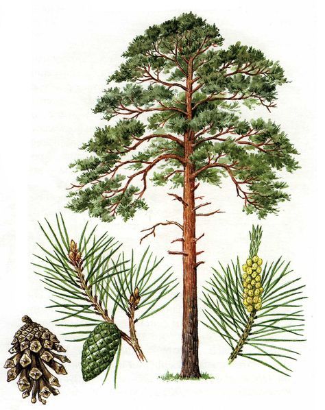 Tree Drawing Simple, Pinus Sylvestris, Watercolor Birthday Cards, Conifer Trees, Bio Art, Plant Painting, Botanical Beauty, Tree Illustration, Tree Drawing