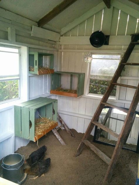 Chicken Furniture Ideas, Chicken Coop Start Up, Chicken Coop Inside Shed, Chicken Coop Pictures, Diy Chicken Coop Interior, Inside Chicken Shed Ideas, Chicken Coop Extras, Chicken Coop Indoor Ideas, Chicken Building Ideas