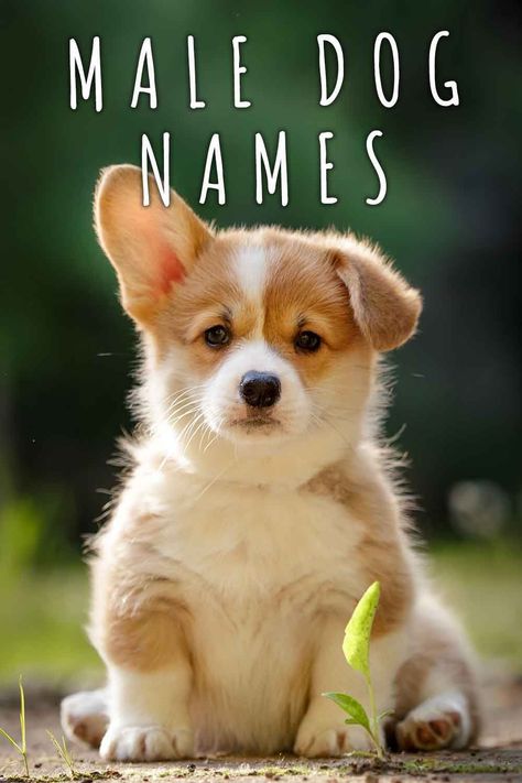 Male Dog Names – Awesome Ideas For Brilliant Boys Corgi Names List Male, Small Male Dog Names, Names For Boy Dogs, Good Boy Dog Names, Best Male Dog Names, Boy Puppy Names, Male Dog Names, Dogs Names List, Cute Puppy Names