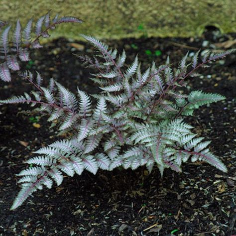 Japanese painted fern - FineGardening Athyrium Niponicum, Shady Plants, Painted Fern, Fern Gully, Japanese Painted Fern, Fern Garden, Ferns Garden, Pond Garden, Shade Gardening