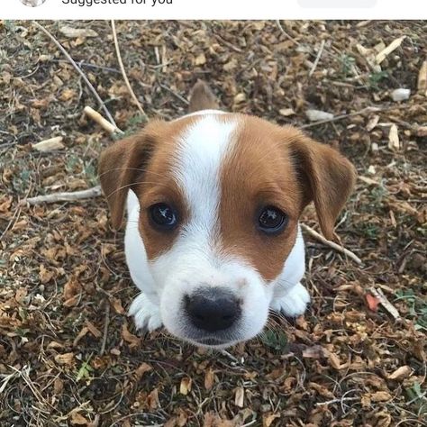 Bite ya Chien Jack Russel, Jack Terrier, Jack Russell Terrier Puppies, Jack Russell Puppies, Jack Russell Dogs, Jack Russells, Jack Russel, Baby Puppies, Russell Terrier