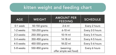 Use this chart as a guideline for feeding. Remember that every kitten is different, and this is only a guideline--not a rule book! Kitten Growth Chart, Cat Feeding Schedule, Newborn Food, Kitten Lady, Feeding Kittens, Kitten Formula, Weight Chart, Weight Charts, Newborn Kittens