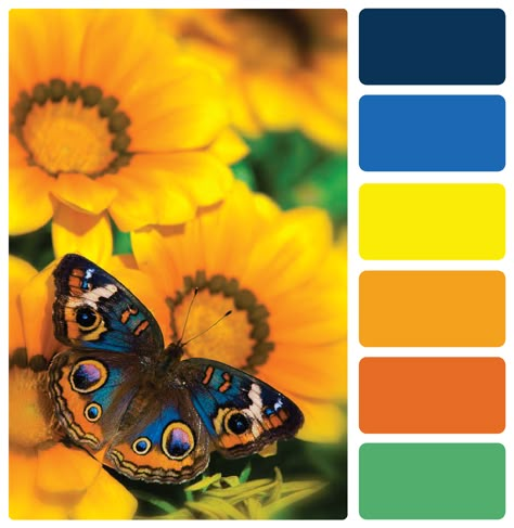 Butterfly Color Scheme, Moth Color Palette, Seeds Color Palette, Mixing Paint Colors, Seeds Color, Color Palette Challenge, House Color Palettes, Color Schemes Colour Palettes, Paint Color Palettes