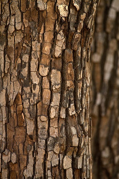 Bark of the Tendu tree | Tendu is its Hindi name. It is also… | Flickr Wood Bark Texture, Tree Bark Aesthetic, Tree Bark Photography, Tree Close Up, Natural Patterns In Nature, Natural Texture Inspiration, Patterns In Nature Texture, Texture In Nature, Bark Of Tree