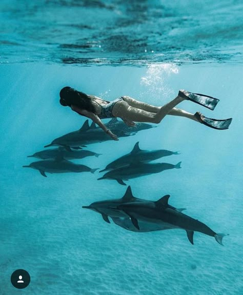 Dolphin Swimming Aesthetic, Swimming With Dolphins Aesthetic, Dolphins Aesthetic, Class Vision Board, Snorkeling Aesthetic, Snorkeling Pictures, Underwater Pics, Dolphin Swimming, Yacht Vacation