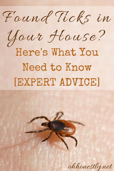 Seed Ticks How To Get Rid Of, How To Get Rid Of Ticks In The House, How To Get Rid Of Ticks On Dogs, Ticks In The House, Ticks On Humans, Homemade Tick Repellent, Wood Tick, Get Rid Of Ticks, Types Of Ticks