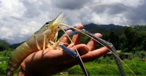 Giant river prawns: a fresh approach for global shrimp farming? | The Fish Site Prawn Farming, Shrimp Farming, Prawn Recipes, Seafood Market, Natural Pond, Soil Improvement, The Fish, Southeast Asia, Farm Animals