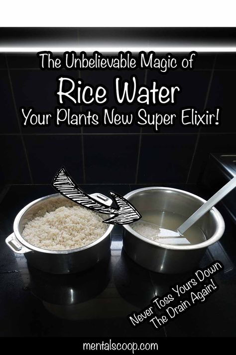 The Unbelievable Magic of Rice Water – Your Plants' New Super Elixir! Rice Water Benefits, Miniature Cows, Foliar Spray, Makeup Wallpapers, Rice Water, Brace Yourself, Beauty Remedies, Different Plants, Plant Growth