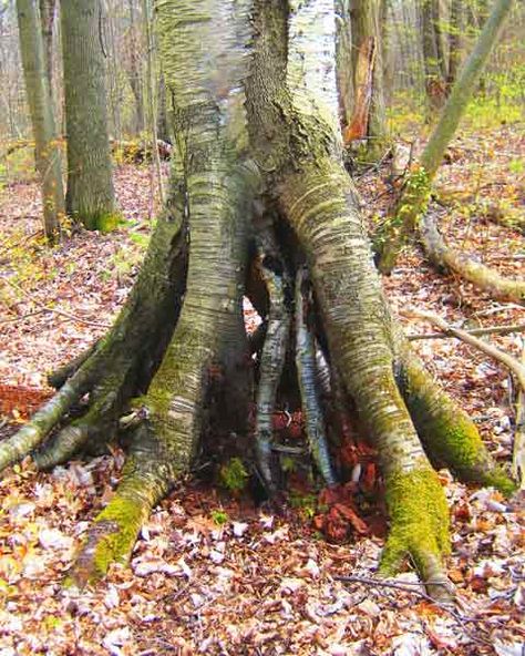 Birch Tree Roots Root Picture, Birch Tree Symbolism, Tropical Birch Tree, Birch Tree Roots, Royal Frost Birch Tree, Birch Tree Mushrooms, Sacred Forest, Bark Crafts, Birch Bark Crafts