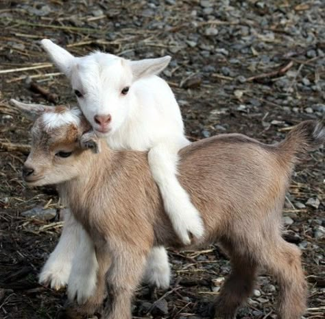 Baby Goats Pygmy, Mini Goats, Wow Photo, Pygmy Goat, Cute Goats, Goat Farming, Baby Goats, 인물 사진, Sweet Animals