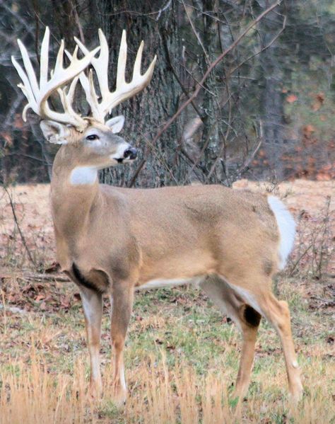 Huge racked buck White Tail Deer Buck, Whitetail Deer Photography, Big Whitetail Bucks, Whitetail Deer Pictures, Deer With Antlers, Whitetail Hunting, Deer Photography, Whitetail Deer Hunting, Big Buck