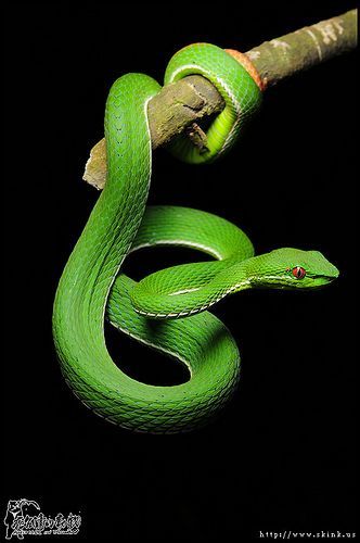 Trimeresurus stejnegeri