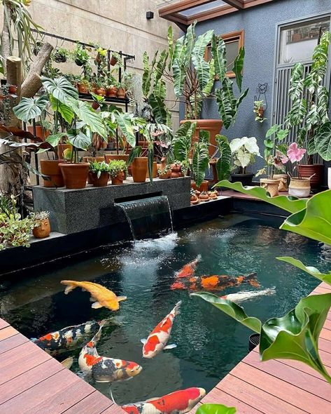 Koi Pond Design, Kolam Koi, Fish Pond Gardens, Taman Air, Garden Pond Design, Diy Pond, نباتات منزلية, Carpe Koi, Koi Fish Pond