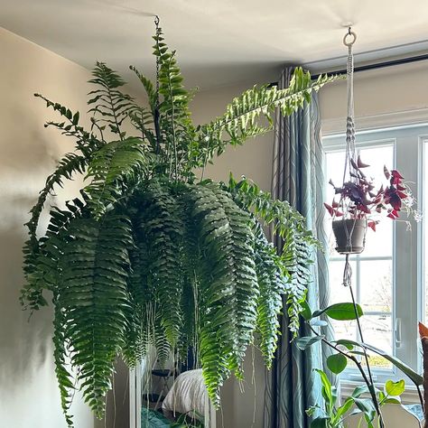 In love with my new Macho Fern! Macho Fern, Indoor Ferns, Plant Therapy, Plant Decor Indoor, Finding New Friends, Indoor Plant, Growing Plants, Plant Decor, Im In Love