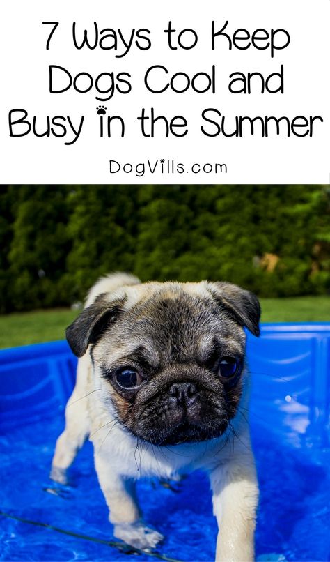 How can you keep dogs cool AND busy in the summer? Check out these 7 ways to cool Fido down while keeping him entertained! Pug Training, Pug Dogs, Dog Pool, Dog Swimming, Puppy Biting, Dog Enrichment, A Pug, Thrill Seeker, Aggressive Dog