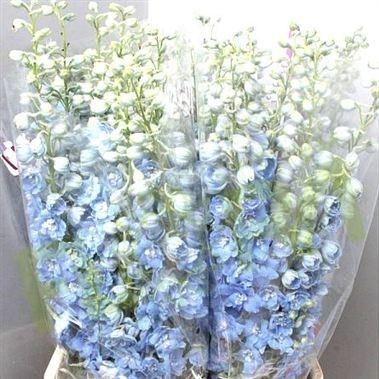 September Aster, Pale Blue Flowers, February Violet, January Carnation, June Flowers, Flowers In Season, Dutch Flowers, Blue Delphinium, Church Flowers