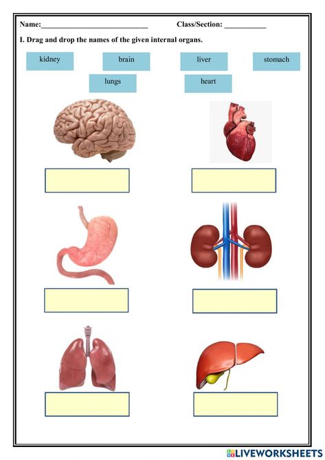 Internal And External Organs Worksheet, Internal Body Parts For Kids, Internal Organs Worksheet, Kindergarten Science Projects, Middle School Worksheets, Body Worksheet, Grade 2 Worksheets, Classroom Behavior Chart, Body Parts For Kids