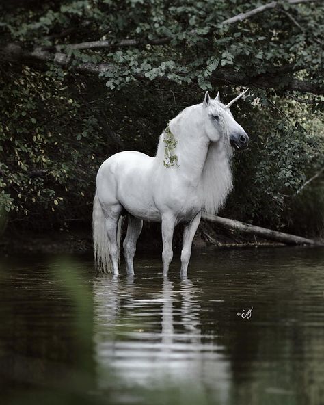 equine photography | They Do Exist by Emmy Eriksson Unicorn Day, Unicorn And Fairies, Unicorn Photos, Real Unicorn, Unicorn Pictures, Fantasy Horses, Unicorns And Mermaids, Unicorn Horse, Unicorn Art