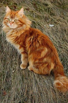 Orange?  Nah!  They Norwegian Forest, Orange Tabby Cats, Forest Cat, Orange Cats, Norwegian Forest Cat, Red Cat, Ginger Cats, Domestic Cat, Orange Cat