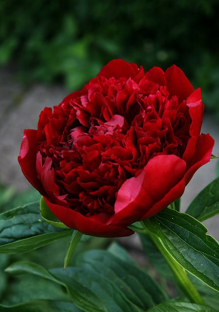 Peony "Red Charm"! This is on my wish list. Henrietta in Burtonsville has this peony and it is a beauty! Paeonia Lactiflora, Red Charm, Meteor Garden 2018, Red Peonies, Gardening Supplies, Peony Flower, Red Flower, Flower Beauty, Beautiful Blooms