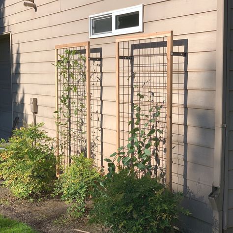 Garden trellis, gardening, vines, honeysuckle, clematis Diy Honeysuckle Trellis, Honeysuckle On Trellis, Diy Wooden Trellis, Diy Plant Trellis Outdoor, Metal Trellis Ideas Diy Climbing Vines, Clematis Trellis Ideas Climbing Vines, Diy Clematis Trellis Ideas, Honeysuckle Trellis Ideas, Trellis Ideas Diy Climbing Vines