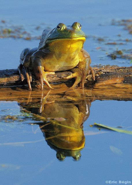 Bullfrog - Missouri State Amphibian Missouri Travel Destinations Honeymoon Backpack Backpacking Vacation Budget Wanderlust Off the Beaten Path USA United States of America #travel #honeymoon #vacation #backpacking #budgettravel #offthebeatenpath #bucketlist #wanderlust #Missouri #USA #America #UnitedStates #visitMissouri #TravelMissouri Honeymoon In United States, Missouri Travel, Vacation Budget, Amazing Frog, Frog Pictures, Budget Vacation, Young Animal, Missouri State, Gender Envy