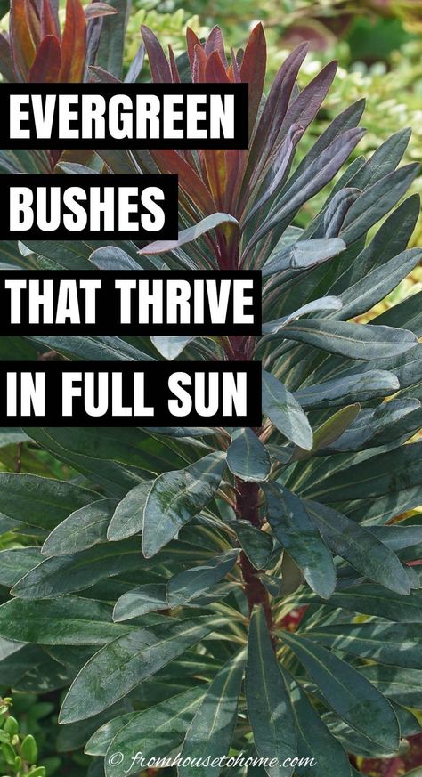 If you’re wondering which evergreen shrubs for full sun to plant in your yard, then read this list. They have helpful ideas for dwarf evergreen shrubs for full sun, as well as some that would make a great privacy hedge. #fromhousetohome #fullsun #bushes #homedecorandgardeningideas Evergreen Shrubs In Front Of House, Flowering Evergreen Shrubs, Shrubs For Full Sun, Evergreen Bushes, Foundation Plants, Privacy Hedges, Full Sun Garden, Full Sun Shrubs, Shrubs For Privacy