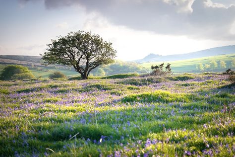 23 Spring Flower Pictures from Around the World | Condé Nast Traveler Spring Landscape Photography, The Volturi, Pictures Of Spring Flowers, Flowers In A Field, Drawing Of Flowers, Wildflower Drawing, Beautiful Places In Japan, Sugar Spice And Everything Nice, Dutch Tulip