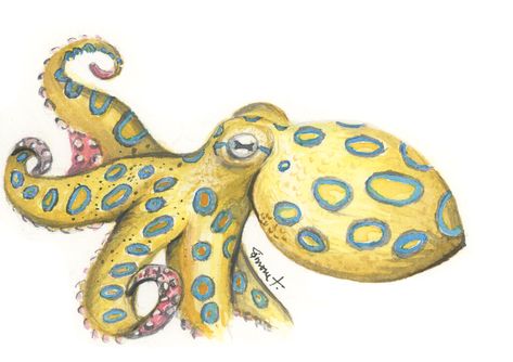 Blue Ringed Octopus Drawing, Blue Ring Octopus, Blue Ringed Octopus, Octopus Sketch, Ringed Octopus, Octopus Drawing, Octopus Illustration, Gcse Art Sketchbook, Card Watercolor