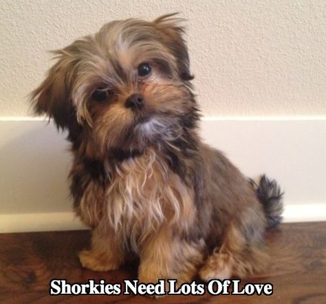 Shorkie Dogs Haircuts, Shorkies Dogs, Small Cute Dogs, Shorkie Dogs, Cooper Hair, Shorkie Puppies, Dog Haircuts, Puppy Care, Dog Show