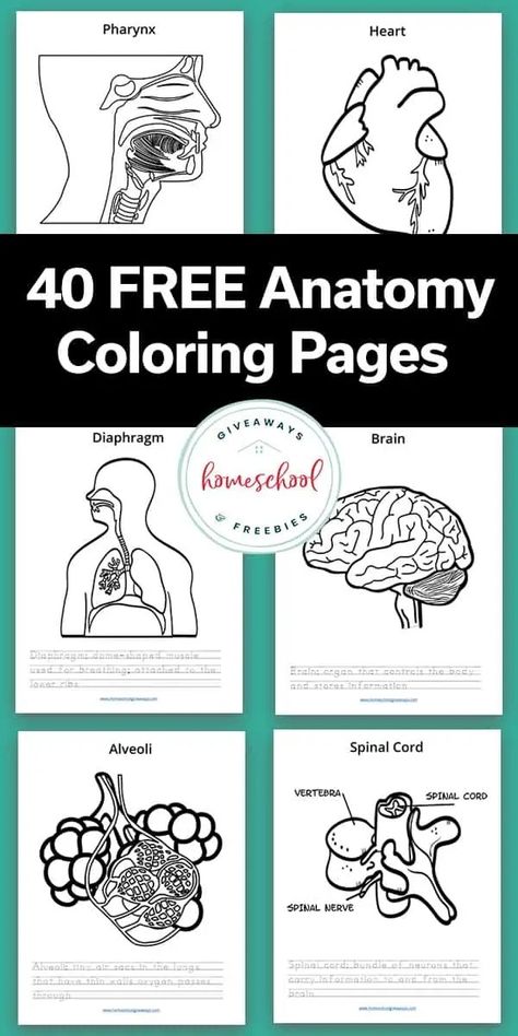 If you are studying the human body and human anatomy you are going to love these free coloring pages and resources to go along with it. Anatomy Coloring Pages Free Printable, Human Anatomy Coloring Pages, Human Body Coloring Pages, Anatomy Coloring Pages, Human Body Homeschool, Science Coloring Pages, Human Body Printables, Human Body Unit Study, Anatomy Coloring