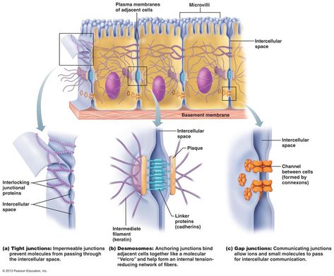 Tight junction & Gap junction! – BIOANALYTICAL BLOGSHAALA Cell Junctions, Cell Junction, Gap Junction, Smooth Muscle, Basement Membrane, Cell Forms, Plasma Membrane, Animal Cell, Biology Lessons